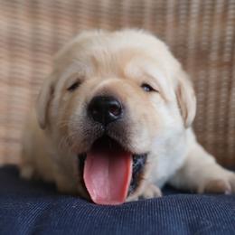 Girl 4 - Yellow female Labrador Retriever puppy in Conroe, Texas from Pride Rock Labradors