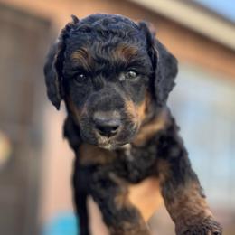 Aspen - Phantom male Poodle puppy in Grover Beach, California from Central Coast Poodle Paws