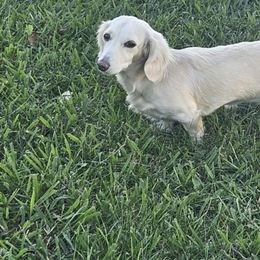 Roxie Roo - Dachshund