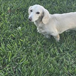 Roxie Roo - Dachshund