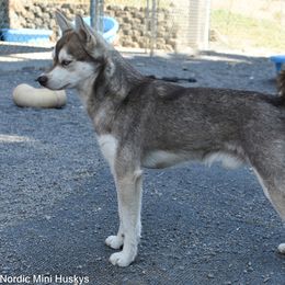 Helios - Alaskan Klee Kai