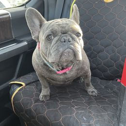 Porsche - French Bulldog