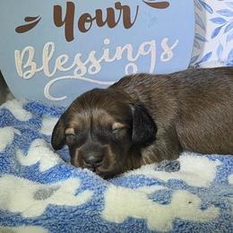Reed - Red male Dachshund puppy in Oregon from SoCo Dachshunds