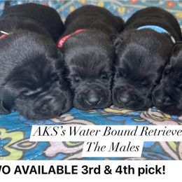 Boy 3 - Black male Labrador Retriever puppy in Newport, North Carolina from AKS’s Water Bound Retrievers