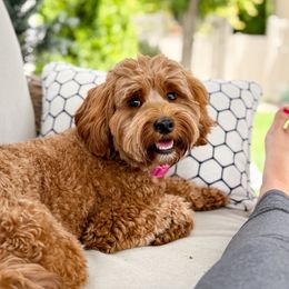 Daisy - Goldendoodle