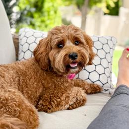 Daisy - Goldendoodle
