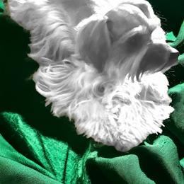 Lacy - Miniature Schnauzer