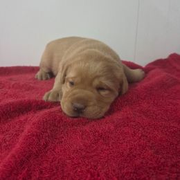 Yellow Girl 1 - Yellow female Labrador Retriever puppy in Williamsburg, Pennsylvania from River View Labradors