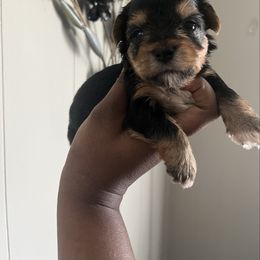Venus(2100) - Black and tan female Yorkipoo puppy in Gastonia, North Carolina from Precious pups dynasty kennel