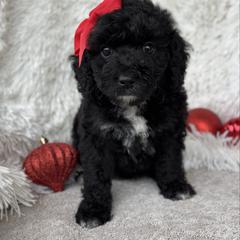 Denali - female Australian Mountain Doodle puppy in Bristow, Oklahoma from 10-Acre Woods Cockapoos