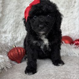 Denali - female Australian Mountain Doodle puppy in Bristow, Oklahoma from 10-Acre Woods Cockapoos