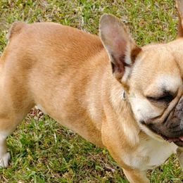French Bulldogs and Yorkshire Terriers from Hazel Sky Kennel