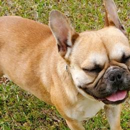 French Bulldogs and Yorkshire Terriers from Hazel Sky Kennel