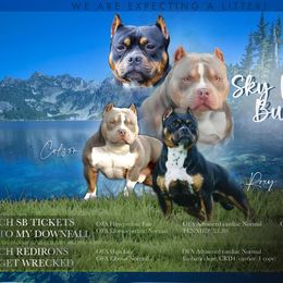American Bully puppies from Sky River Bullies