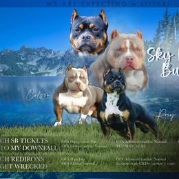 American Bully puppies from Sky River Bullies