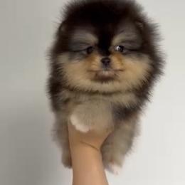 Love - Black and tan female Pomeranian puppy in Visalia, California from Exotic_fresita_poms