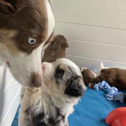 Saphire - Blue merle Miniature Australian Shepherd puppy in Newaygo County, Michigan from Blue Skye's Miniature Australian Shepherds