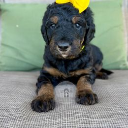 Octavia - Tri-color female Bernedoodle puppy in Comanche, Texas from Central Texas Doodles, LLC.