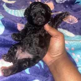 Alvin - Black male Yorkipoo puppy in Gastonia, North Carolina from Precious pups dynasty kennel