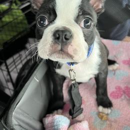 Boston Terrier Puppies from Benders Boston’s