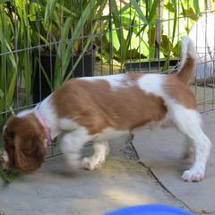 Welsh Springer Spaniel Puppies from Welshwood Welsh Springer Spaniels