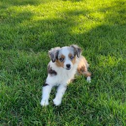Toy Australian Shepherd Puppies from Roses Halfpint Ranch