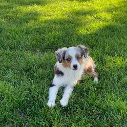 Toy Australian Shepherd Puppies from Roses Halfpint Ranch