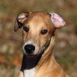 Greyhounds from Harmony Greyhounds