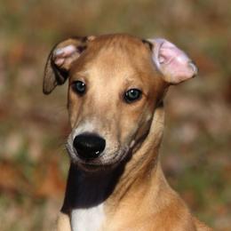 Greyhounds from Harmony Greyhounds