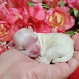Girl B - White female Maltese puppy in Fresno, California from Soua's Pups