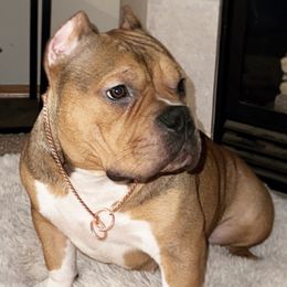 American Bullies from The Dragon Kennel