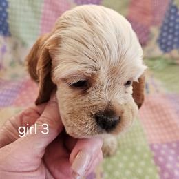 Girl 3 - Red roan female Cocker Spaniel puppy in New Riegel, Ohio from Riegelz Cockers