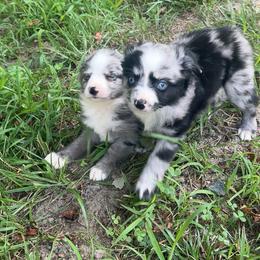 Koda - Blue merle male Miniature Australian Shepherd puppy in Reidsville, North Carolina from Cherry Grove Kennel