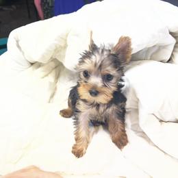 Pomeranian and Yorkshire Terrier Puppies from Coulter Creek Kennels