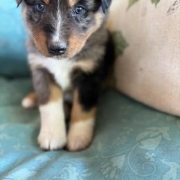 Joelene - Blue merle female Australian Shepherd puppy in Roff, Oklahoma from Circle J Aussies