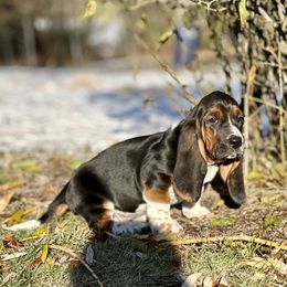Basset Hound Puppies from Plummer Mountain Kennels