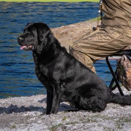 Cuda - Labrador Retriever