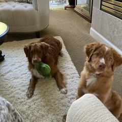 Nova Scotia Duck Tolling Retriever All Grown Up from Melinda Van's Nova Scotia Duck Tolling Retrievers