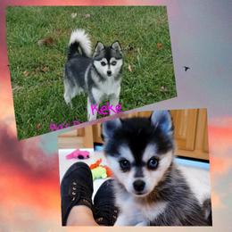 French Bulldog and Pomsky Puppies from Ba's Designer Puppies