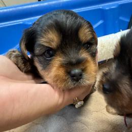 Blue Collar Boy - Blue and gold male Yorkshire Terrier puppy in Dewy Rose, Georgia from Dewy Rose Yorkies