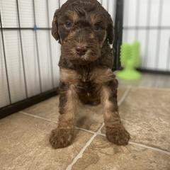 Sheepadoodle and Whoodle Puppies from Aisling Pups