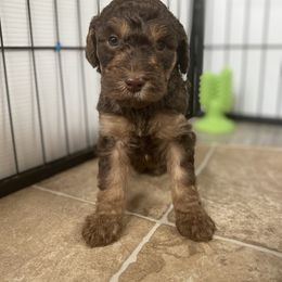 Sheepadoodle and Whoodle Puppies from Aisling Pups