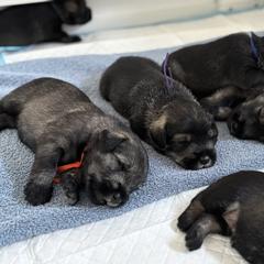 Standard Schnauzer Puppies from Harbor Hill Standard Schnauzers