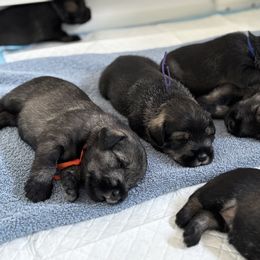 Standard Schnauzer Puppies from Harbor Hill Standard Schnauzers