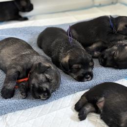 Standard Schnauzer Puppies from Harbor Hill Standard Schnauzers