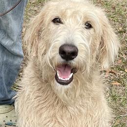 Max - Cream male Poodle puppy in Dunnellon, Florida from Wolves Den Ranch