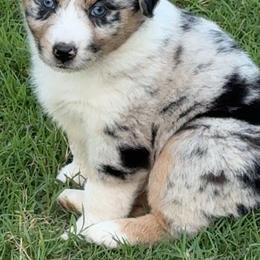 Clover - Red merle female Australian Shepherd puppy in Jones, Oklahoma from J&R Aussies/Shih Tzu