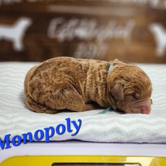 Monopoly - Brown Chesapeake Bay Retriever puppy in Columbus Grove, Ohio from Twin Oak's Chesapeakes LLC