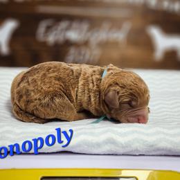 Monopoly - Brown Chesapeake Bay Retriever puppy in Columbus Grove, Ohio from Twin Oak's Chesapeakes LLC