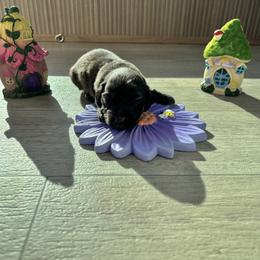 Brindle boy - Brindle male Dachshund puppy in Crestview, Florida from Neverending Dachies